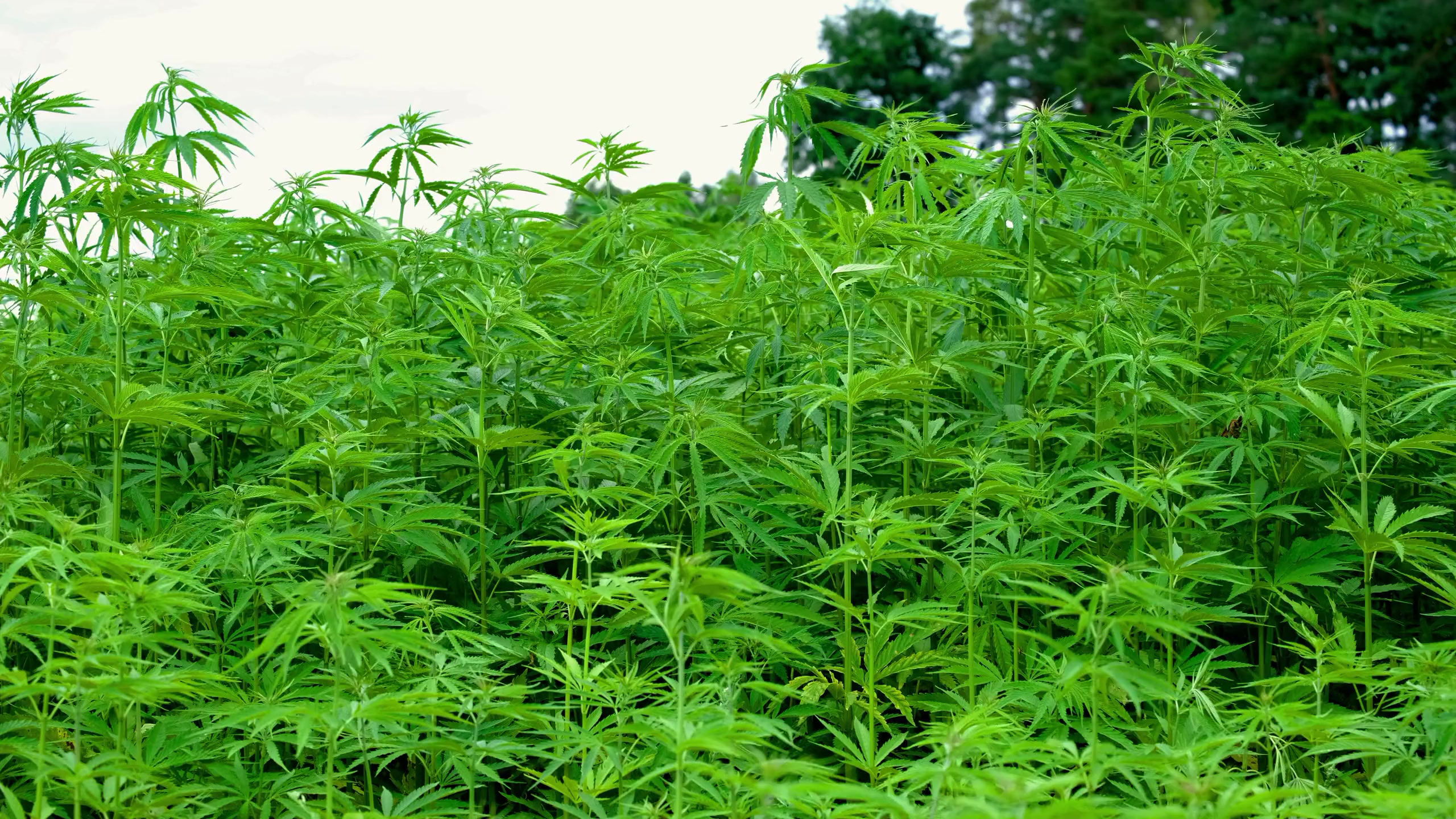 Groen Europees hennepveld